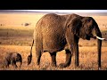 Incredible Motherly Love: Baby Elephant Rescued from Mud Hole by Dedicated Mother - Part 1