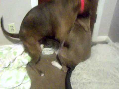 missionary dog fuck