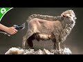 Sheep Shearing & Wool Processing - Start to Finish