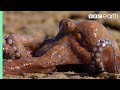 Extraordinary Octopus Takes To Land | The Hunt | BBC Earth
