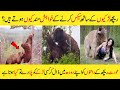 Amazing And Interesting Facts Of Bear In Urdu and Hindi