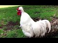 Rooster Crowing Compilation - Rooster crowing sound effects 2022