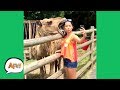 Download UNEXPECTED Animal ATTACKS! | AFVs Wildest Animal Moments mp4 3gp mp3 videos - waplic