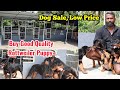 8000 മുതൽ റൊട്ട് വെയ്ലർ പപ്പി വാങ്ങാം|Rottweiler |Naveens Kennel|Dogs Kerala|Puppy sale