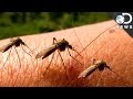 Why Can’t We Get Rid Of Mosquitoes?