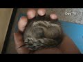 Raising a Squirrel by hand from day 1 to 100!