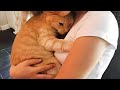 Cute Cats Have The Most Special Relationship With Their Owner BFFs - Cute Cat Moments