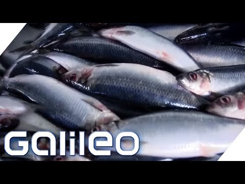 Zu Besuch in der größten Fischfabrik Europas Galileo ProSieben