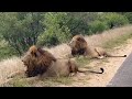 The best game drive to see The Lion camping, resting beside the road .