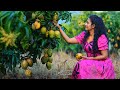 Juicy mangoes🥭ever!As a filler with coconut for steamed woven cake & mango prawn devilled|Poorna-The