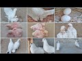 Baby White Pigeon || Video How do baby || pigeons grow up