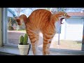 New Funny Cat and Dog Videos 😹🐶 Funniest Animals 😍 Part 4