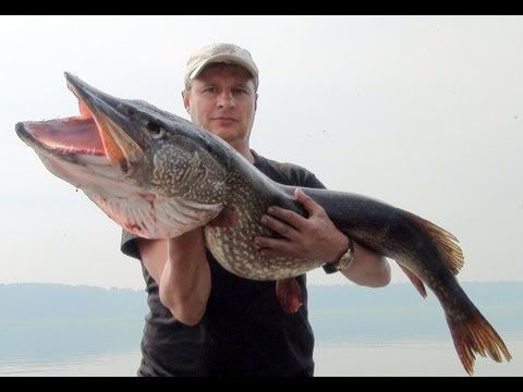 джеркбейт на реке видео джеркбейт на реке видео