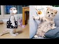 Try Not To Laugh Dogs And Cats 😁 - Best Funniest Animal Videos Of The Month Part 10
