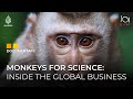 Monkey Business: The Transnational World of Primate Testing | 101 East Documentary
