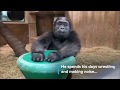 #GorillaStory: Happy 2nd Birthday, Moke!