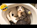 These Dogs and cats Are Living Their Best Lives 🐱 Funniest Animal Videos #16