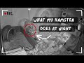 WHAT MY HAMSTER DOES AT NIGHT😴| Hamster Night Cam🐹
