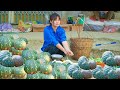 Harvest pumpkins and bring them to the market to sell | Quê Tôi Farm