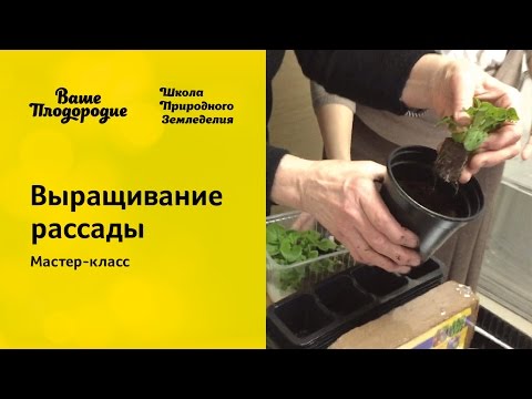 Мастер классы по рассаде