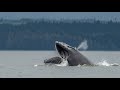 Humpback Whale Feeding - Vancouver Island BC 2023