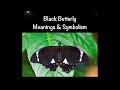 Black Butterfly Meaning and Symbolism