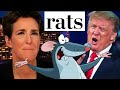 Who's Hitler? | Trump's Republican "Rats"