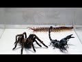 Poison Scorpion Tarantula Centipede