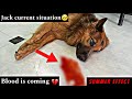 Jack Current Situation 😭 | Summer Effect 🥺 | #dog #jacktuty #doglover #emotional #germanshepherd