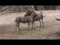 Necking zebras at Philadelphia zoo.