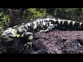 Tiger Salamanders 101 - Basic Care Guide & Habitat Setup Discussion
