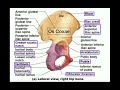 Anatomy | Specific Parts of the Os Coxae (Pelvis) [+ Left vs. Right]