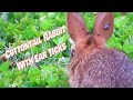 Baby Cottontail Rabbits With Ear Ticks No Audio 7 17 22
