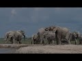 Bull elephant stirs up an elephant herd at a waterhole, Nxai Pan, Botswana