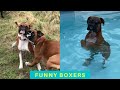 Cute and Funny Boxer dogs