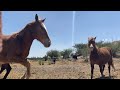 Horses Scared by Camera