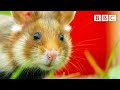 Wild hamster gets stuck eating candle wax - BBC