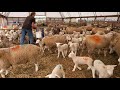 Sheep Farming: The Fall Lambs