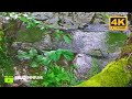 🌿 Soothing Sounds of Water for Heart, Body and Soul 💦 Relaxation  #nature #watersounds #naturelover