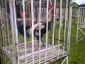 Download Ayam pelung juara si baladewa