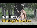 Surprising Facts about Red Deers Mating Behaviors | Footage of Red Deers Mating