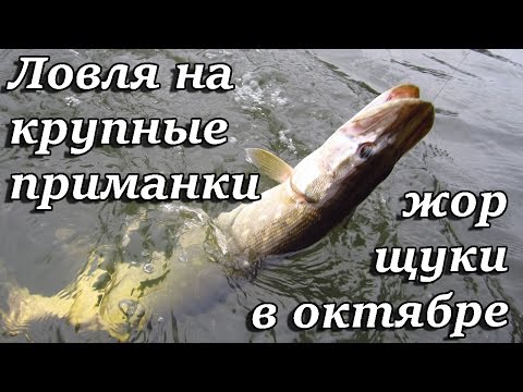 как и где ловить крупную щуку как и где ловить крупную щуку
