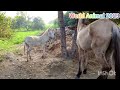 full video excellent horse and donkey meeting treatment first time 😱
