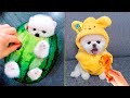 Cute Pomeranian Puppies Doing Funny Things #7 | Cute and Funny Dogs - Mini Pom