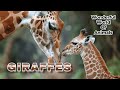 Giraffes | Wonderful World Of Animals