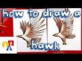 How To Draw A Realistic Hawk
