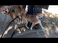 welcome back Dad ! / 柴犬のおかえり～　パパ～