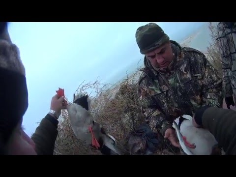 чтобы гусиная охота 2015 новые видео того что Вам