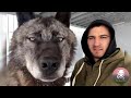 This Man Keeps the Largest Wolves in the World As Pet