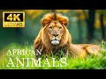 Magnificent Planet Wildlife 4K  🌿Melodic Wildlife Symphony Relaxing Piano Music and Animal Scenes